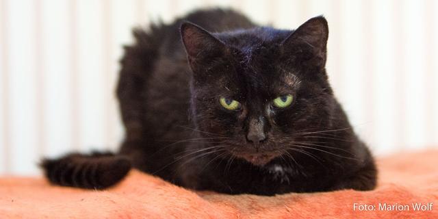 Kessy ist lieb und lebenslustig zugleich. Sie braucht viel Zuwendung und Zuneigung, um Vertrauen zu fassen. | Foto: Dr. Marion Wolf