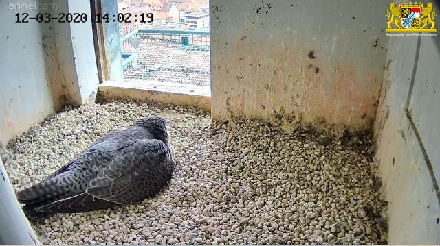 Immer wieder bebrütet das Weibchen die Eier. Mal sehen, ob in den nächsten Tagen noch weitere dazukommen! | Foto: Regierung von Mittelfranken