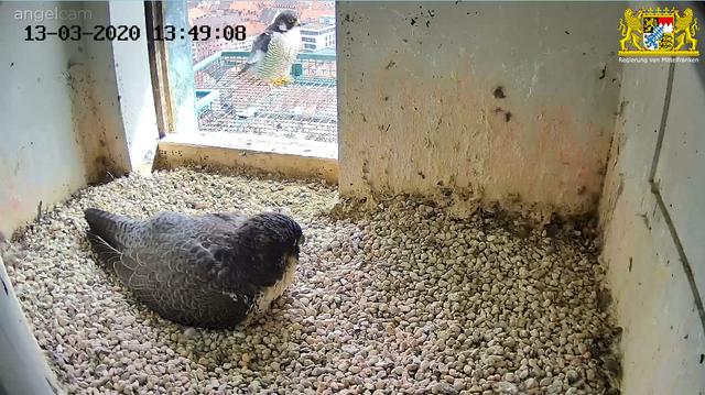 Jetzt sind beide Eltern im Bau. Doch wer ist wer? - Vermutlich wird das Weibchen brüten und das Männchen den schönen Ausblick genießen.... | Foto: Regierung von Mittelfranken