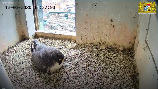 Mit beinahe medidativem Blick bebrütet das Wanderfalkenweibchen aktuell die beiden Eier. | Foto: Regierung von Mittelfranken
