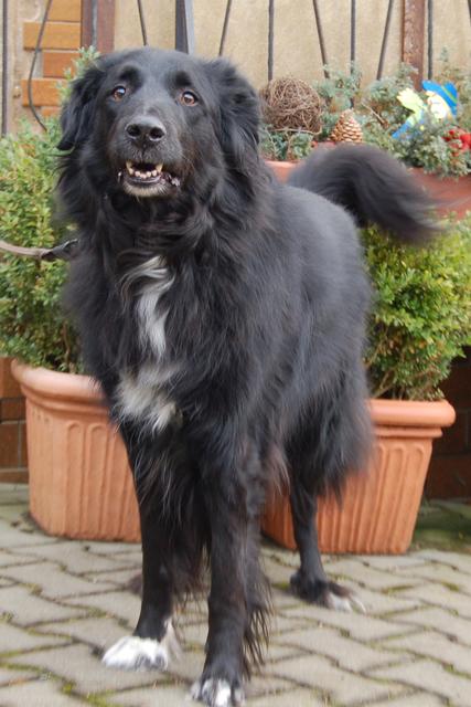 Shadi ist ein fitter Bursche im besten Alter. | Foto: Tierhilfe Franken