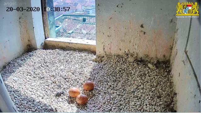 Alle drei Eier sind noch da. | Foto: Regierung von Mittelfranken