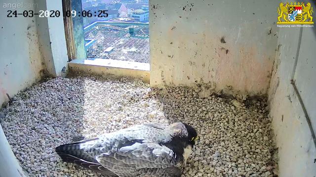 Beim Brüten wechseln die beiden Falken auch immer wieder den Standort des Geleges. Ansonsten ist das eine zeitintensive und langweilige Tätigkeit. | Foto: Regierung von Mittelfranken