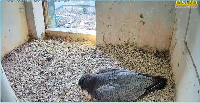 Das Gelege ist in den letzten Wochen deutlich nach rechts gerückt. | Foto: Regierung von Mittelfranken