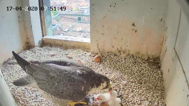 Die beiden Küken nach dem Schlüpfen am 16. April. | Foto: Regierung von Mittelfranken