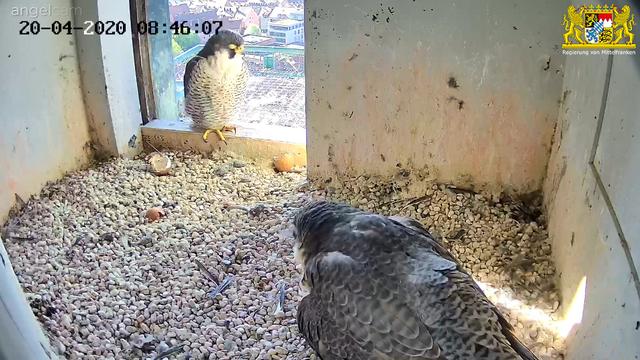 Aktuell am Montagvormittag (20. April) sind beide Eltern da. Die Mutter hält den Nachwuchs schön warm und bebrütet außerdem das letzte der ursprünglich drei Eier. | Foto: Regierung von Mittelfranken