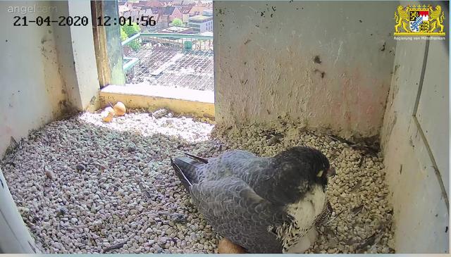 Vorbildliche Mutter: Ein Ei, das noch bebrütet wird, und zwei kleine Küken unter dem Gefieder. | Foto: Regierung von Mittelfranken