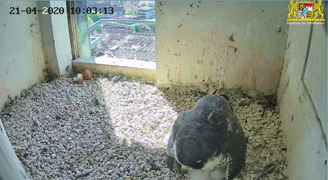 Da die Küken größer werden, muss die Falkenmutter aufpassen, dass es keines der beiden Kleinen erdrückt. | Foto: Regierung von Mittelfranken