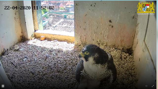 Echt putzig: Wanderfalken-Mutti mit einer Daunenfeder auf dem Kopf vom Kuscheln mit dem Nachwuchs. | Foto: Regierung von Mittelfranken