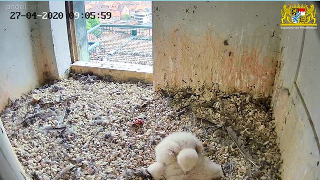 Das Zuhause der beiden jungen Wanderfalken ist mit den Überresten verspeister Vögel übersäht. | Foto: Regierung von Mittelfranken