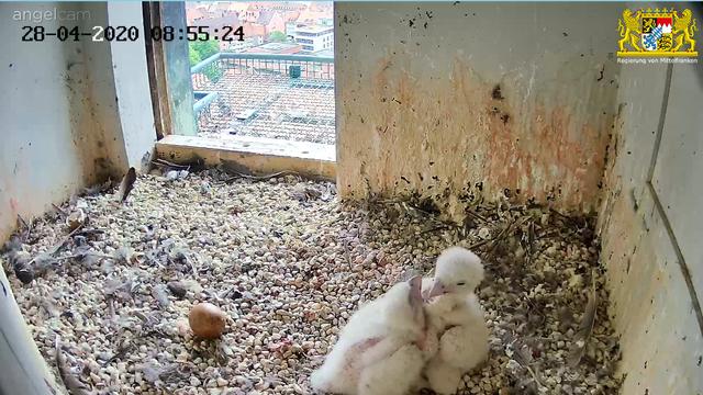 Schnappschuss vom 28. April: Die Eltern sind auf Nahrungssuche und damit haben die beiden Racker sturmfreie Bude. | Foto: Regierung von Mittelfranken