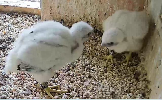 Beim linken Jungtier ist der Ring an der Kralle sehr gut zu erkennen. | Foto: Regierung von Mittelfranken