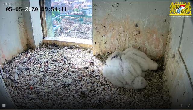 Wahre Geschwisterliebe: Die beiden jungen Wanderfalkenmädchen kuscheln gerne. | Foto: Regierung von Mittelfranken