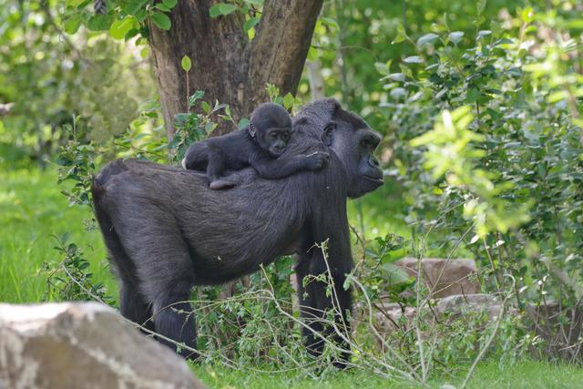 Gorillas im neuen Außengehege.