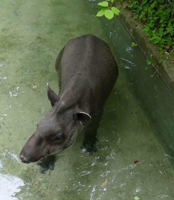Daisy beim Baden im Gehege des Tiergartens Nürnberg im Mai 2020.