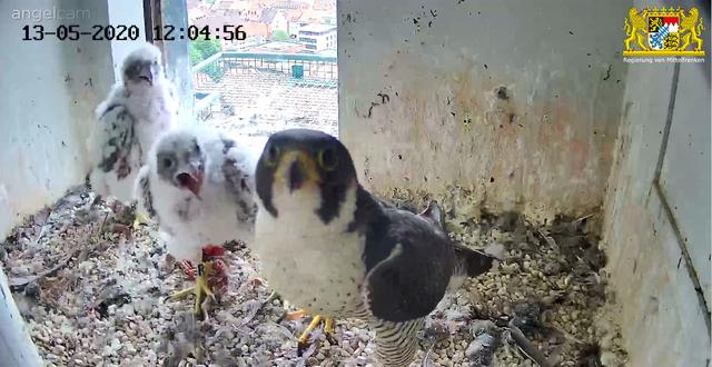 Gruppenbild mit der Mutter: Bald wird der Platz in der gemeinsamen Wohnung zu eng werden. | Foto: Regierung von Mittelfranken