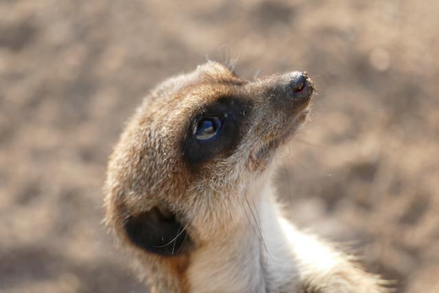 Erdmännchen