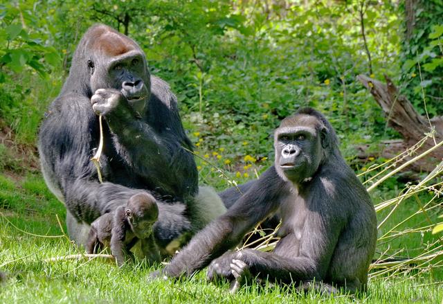 Die Nürnberger Gorillas Thomas, Kato (vorne links) und seine Mutter Habibu auf der umgestalteten Freianlage.