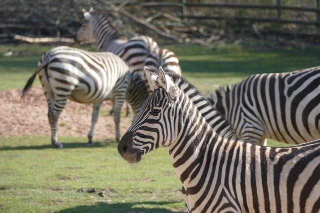 Zebras