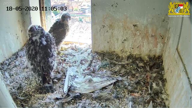 Die beiden Wanderfalkenmädchen zeigen in weiten Teilen schon das Erwachsenengefieder. | Foto: Reigierung von Mittelfranken
