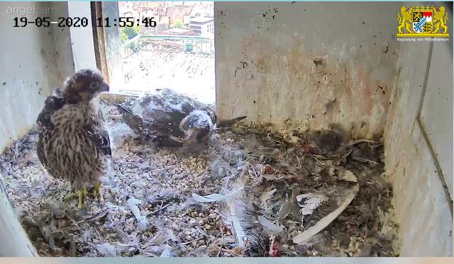 Beide Jungtiere sind jetzt umgangssprachlich in der "Mauser". | Foto: Regierung von Mittelfranken