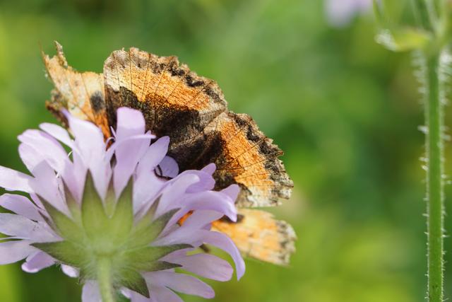 Ein Blütentütchen ergibt zwei Quadratmeter schmetterlingsfreundliche Fläche, die auch Bienen und andere Insekten anzieht. Die Blütentüten sind im BürgerInformationsZentrum der Stadt Nürnberg erhältlich.