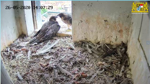 Immer öfters zieht es die beiden Jungvögel auf die Startrampe ins Freie. | Foto: Regierung von Mittelfranken