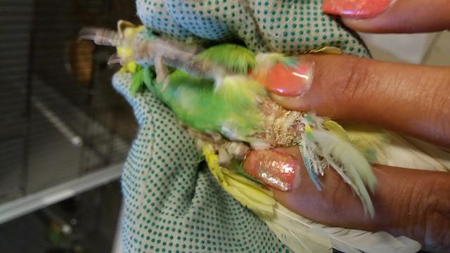 Ganz schlimmer Fall von Animal Hoarding im Landkreis Fürth. Die Bilder sind nicht schön, die Rettung der armen Vögel wird kostspielig. Darum bittet  das Tierheim Nürnberg um Unterstützung von echten Tierfreunden! | Foto: Tierheim Nürnberg/Miriam Bader