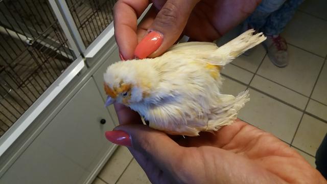 Ganz schlimmer Fall von Animal Hoarding im Landkreis Fürth. Die Bilder sind nicht schön, die Rettung der armen Vögel wird kostspielig. Darum bittet  das Tierheim Nürnberg um Unterstützung von echten Tierfreunden! | Foto: Tierheim Nürnberg/Miriam Bader