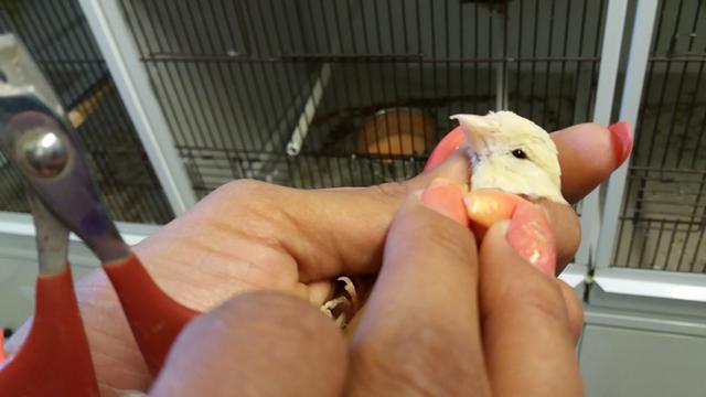 Ganz schlimmer Fall von Animal Hoarding im Landkreis Fürth. Die Bilder sind nicht schön, die Rettung der armen Vögel wird kostspielig. Darum bittet  das Tierheim Nürnberg um Unterstützung von echten Tierfreunden! | Foto: Tierheim Nürnberg/Miriam Bader