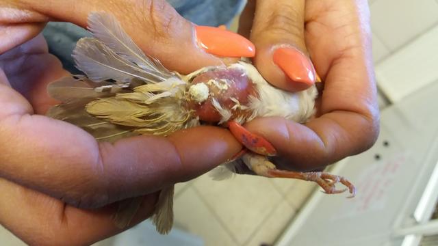 Ganz schlimmer Fall von Animal Hoarding im Landkreis Fürth. Die Bilder sind nicht schön, die Rettung der armen Vögel wird kostspielig. Darum bittet  das Tierheim Nürnberg um Unterstützung von echten Tierfreunden! | Foto: Tierheim Nürnberg/Miriam Bader