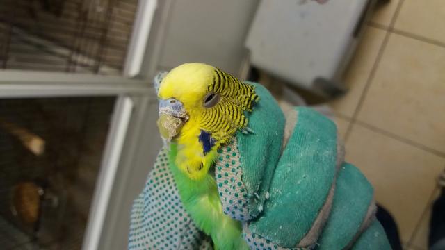 Ganz schlimmer Fall von Animal Hoarding im Landkreis Fürth. Die Bilder sind nicht schön, die Rettung der armen Vögel wird kostspielig. Darum bittet  das Tierheim Nürnberg um Unterstützung von echten Tierfreunden! | Foto: Tierheim Nürnberg/Miriam Bader