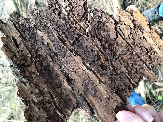 Durch den Borkenkäfer zerstörte Baumrinde.  | Foto: Nicole Fuchsbauer