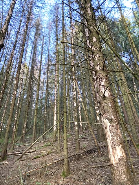 Die kahlen Stämme zeigen, diese Bäume sind nicht mehr zu retten.  | Foto: Nicole Fuchsbauer