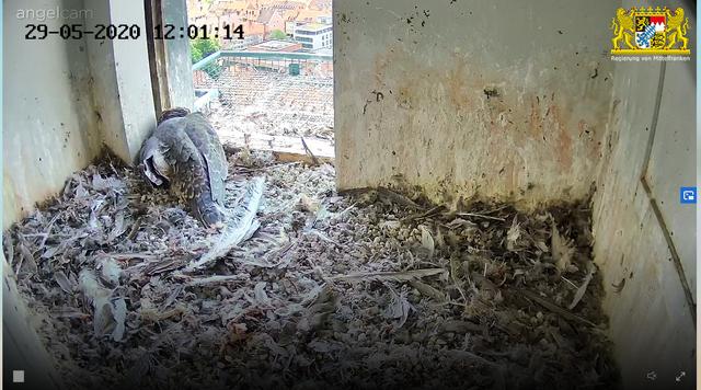 Mal sehen, wie lange es noch dauert, bis auch das der zweite Jungvogel seinen ersten Ausflug wagt. | Foto: Regierung von Mittelfranken