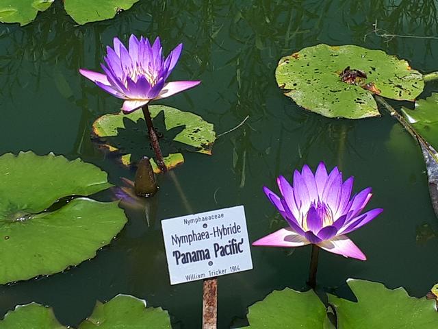 Der Botanische Garten ist wieder geöffnet: Seerosen in voller Blüte