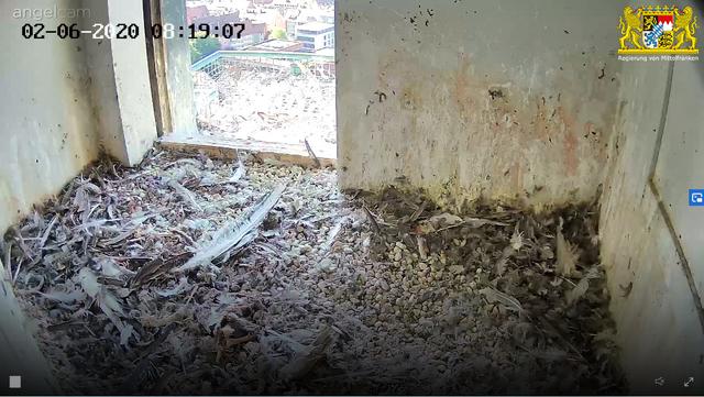 Der Brutplatz ist verwaist. Nur die Reste ehemaliger Beutetiere erinnern noch daran, dass hier in den letzten Monaten zwei Wanderfalken-Küken großgezogen worden sind. | Foto: Regierung von Mittelfranken