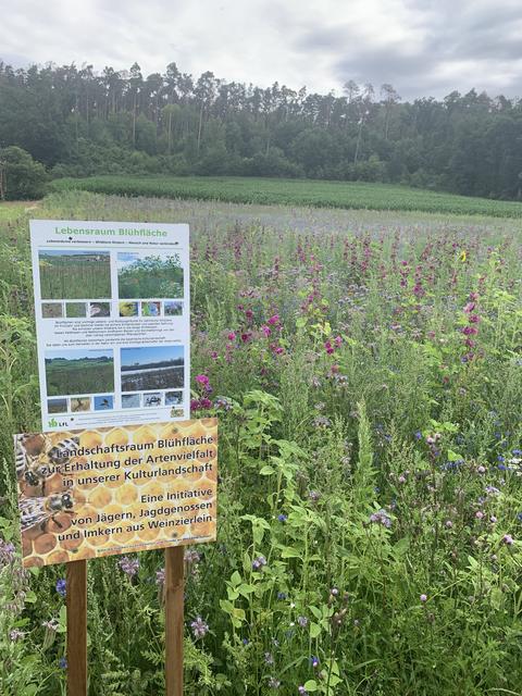 Wildes Wohnzimmer in Weinzierlein: Jäger, Imker, Landwirt und Jagdgenossenschaft haben gemeinsam ein Stück ursprünglichen Wildlebensraum geschaffen – ideal für Flora und Fauna.