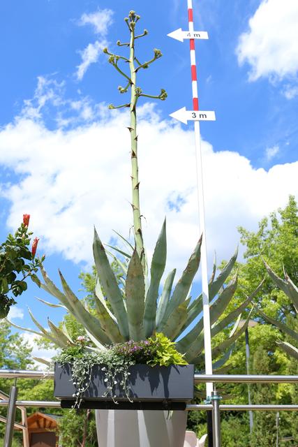 Die Blüte hat schon stattliche vier Meter erreicht.