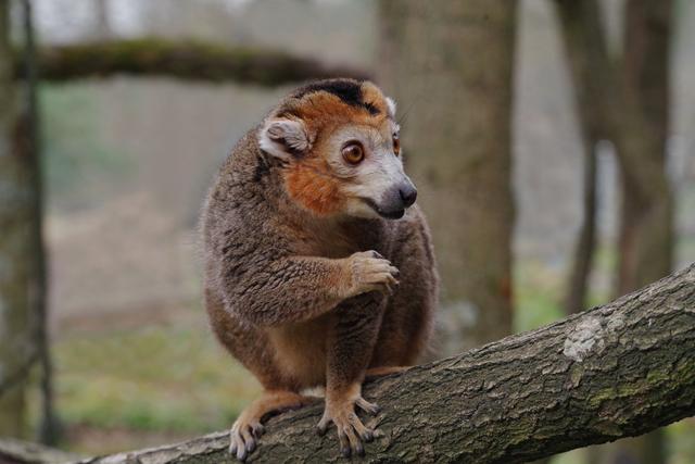Männlicher Kronenmaki im Tiergarten der Stadt Nürnberg. | Foto: Helmut Mägdefrau / Tiergarten der Stadt Nürnberg