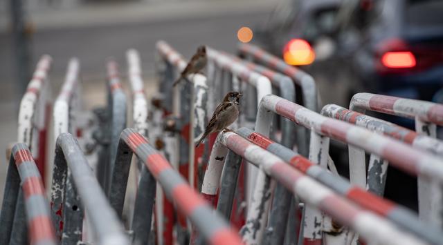 Spatzen sitzen auf Absperrgittern, die am Brandenburger Tor stehen.  | Foto: Paul Zinken/dpa