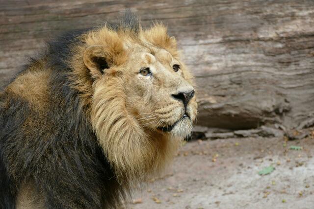 Nürnberger Tiergarten diskutiert Tötung eines Löwen. Der asiatische Löwe Subali, fotografiert im Raubtierhaus im Tiergarten der Stadt Nürnberg.