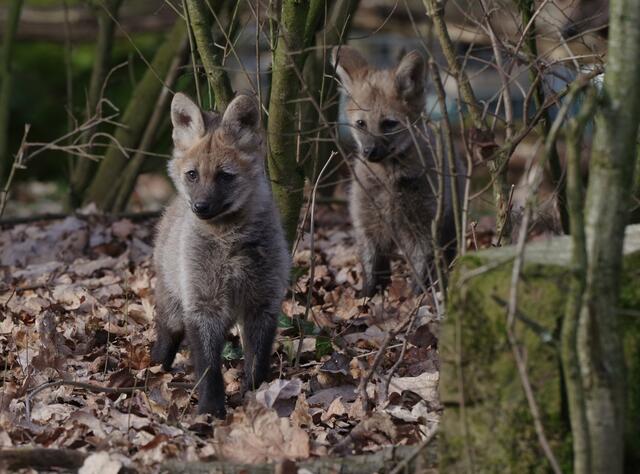 Die jungen Mähnenwölfe im Tiergarten Nürnberg.  | Foto: Tiergarten/Helmut Mägdefrau