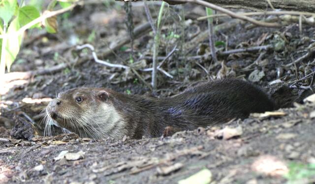 Das neue, noch etwas schüchterne Fischotterweibchen Paulinchen im Tiergarten Nürnberg, das ihre Umgebung gerne aus ihrem geschützten Liegeplatz heraus beobachtet. | Foto: Tiergarten Nürnberg/Helmut Mägdefrau