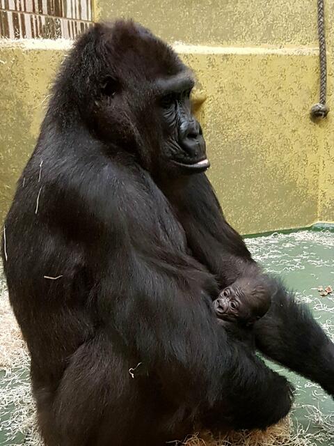 Gorillaweibchen Louna brachte am 13. Oktober 2020 ein Junges zur Welt.