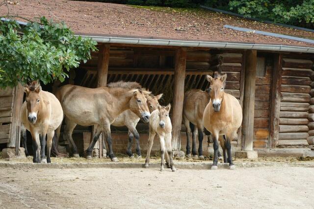 Ein Teil der Przewalski-Pferdeherde im Tiergarten Nürnberg mit dem Fohlen Sira. | Foto: Tiergarten Nürnberg