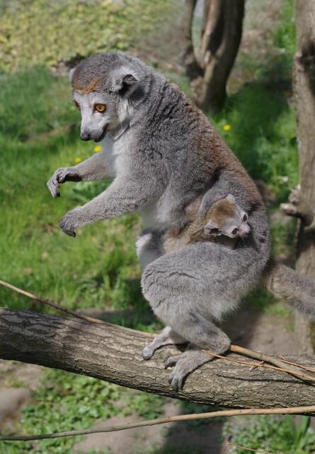 Kleiner Kronenmaki im Tiergarten Nürnberg.