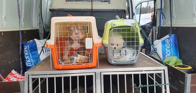Hundewelpen von einem illegalem Tierhändler sitzen in Transportboxen nach ihrer Beschlagnahmung durch die Bundespolizei.  | Foto: -/Bundespolizei Kempten/dpa/Archivbild