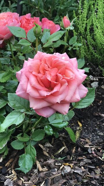 Eine Rose