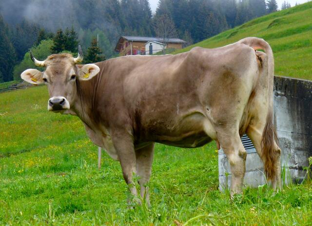 Kuh auf der Alm.